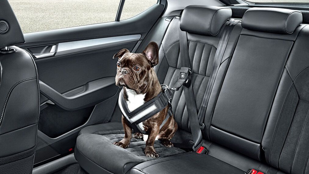 Um cão preso com um cinto de segurança num Škoda