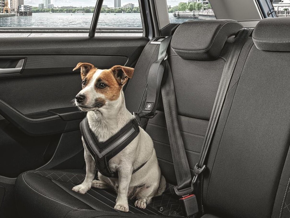 Hund sitzt auf der Rückbank mit einem Škoda Hundesicherheitsgurt gesichert 