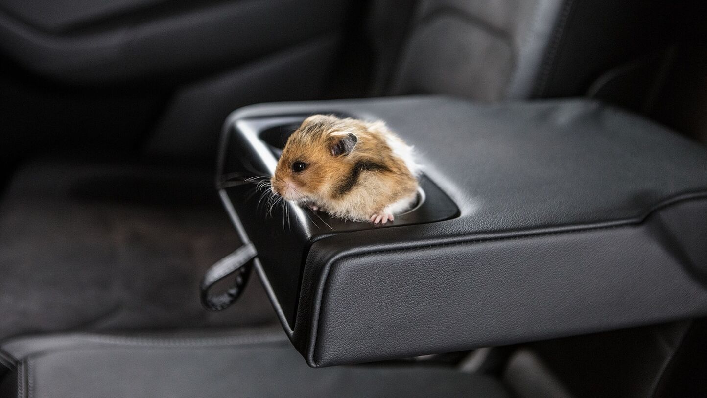 Um hamster no apoio de braços dos bancos traseiro de um Škoda.