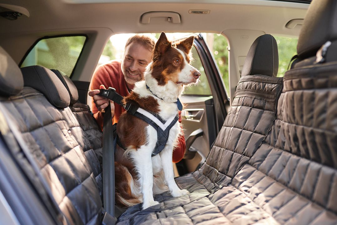 Ein Mann leint seinen Hund in seinem Škoda an. Dieser sitzt auf einer Hundematte.