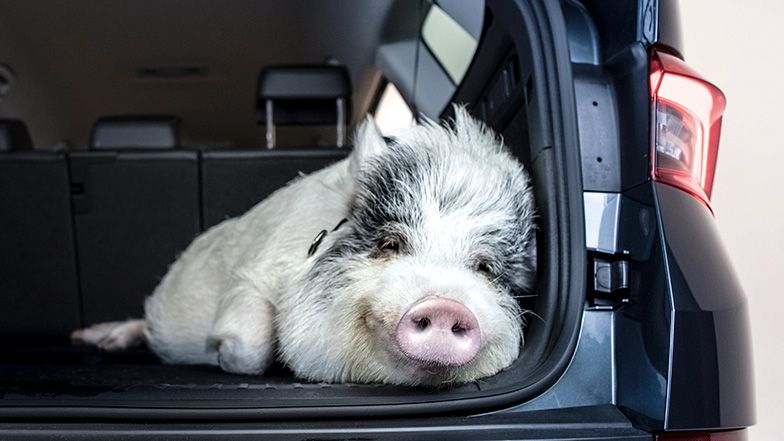 Um porquinho da índia deitado na bagageira de um Škoda.